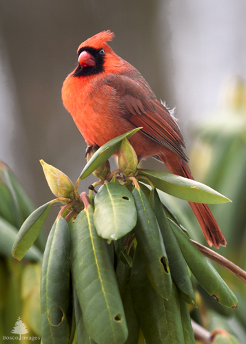 Slide 2 of 18: A bright red male cardinal sits at the top of a rhododendron branch, angled toward the front right of the frame. Its chest is puffed into the air and it has an irritated look on its face as it glares at the viewer