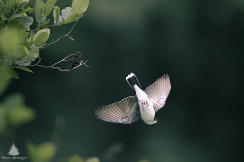 Slide 8 of 18: An Eastern Kingbird in midair, diving toward the water below to catch an insect. The bird is upside-down in midair with its tail pointed upwards and wings splayed to each side. It's belly is forward toward the viewer and its head is slightly angled toward the right as it swoops downward.