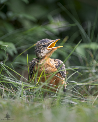 Slide 14 of 18: A fledgling American Robin with down feathers has just left the nest and is sitting in the grass in the center of the frame against a row of out-of-focus privet hedges where it shelters to stay safe. The bird does not know how to fly yet, so it is chirping to call for an adult bird to feed it.