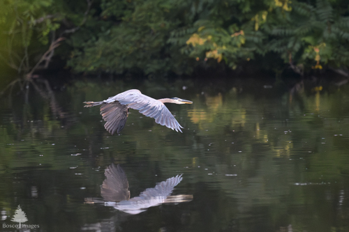 Slide 12 of 18: A great blue heron viewed from the right side profile in flight, moving from the left of the frame toward the right. The heron gracefully glides above the surface of a lake with its wings arced downward. The water gently reflects the bottom of the bird and the trees of the background.