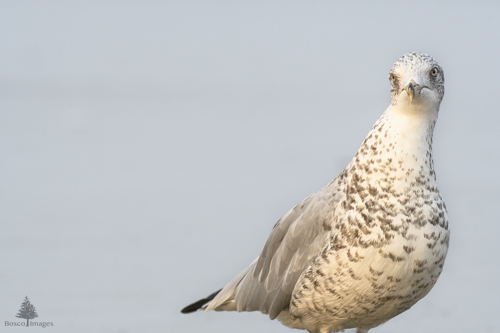 Slide 13 of 18: A seagull stands on the right side of the frame against a pale blue background, angled toward the right of the frame with its face looking directly at the viewer. The seagull has white feathers on its head neck and chest with brown speckles, a grey back, and black tail.