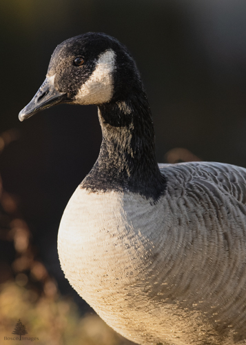 Slide 11 of 18: A closeup portrait of a goose at sunset. The goose is facing toward the left side of the frame and has the warm glow of sunset on its face and chest.