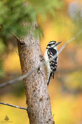 Slide 18 of 18: A female woodpecker clings to the right side of an old cedar trunk as it glances over its shoulder toward the right side of the frame. Its black and white feathers stand out against the yellow glow of autumn leaves in the background as out-of-focus pine branches enter the frame from the top left corner.