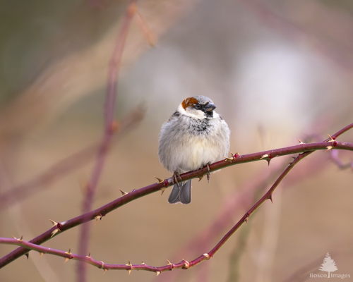 Slide 4 of 18: A house sparrow sits near the center of the frame facing right with its feathers fluffed out for extra warmth. The bird is sitting on a red thorny branch that runs horizontally through the frame. The background has soft out-of-focus pastel green and orange colors, with the glow of morning sunlight shining on the bird from the right. 