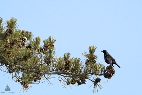 Slide 10 of 18: A single pine branch covered in pine cones is entering the frame from the left and running horizontally about three-quarters of the way across the frame. A common grackle stands on a pine cone at the tip of the branch in left side profile, as it looks at another pine cone a head of it. The bird's head is an iridescent blue and its body an iridescent purple color There is a clear pale blue sky without clouds behind the branch and bird. 