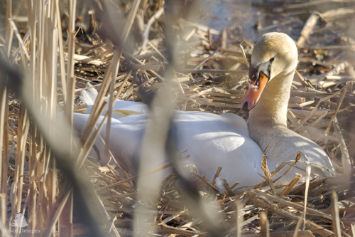 Slide 15 of 18: A mute swan sits in a newly formed nest behind some old reeds just before sunset. She is glancing up at the viewer and has a white feather resting on her orange bill. There is a small amount of shallow water behind her, revealing that the nest is on the side of a lake. 