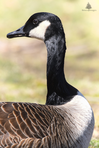 Slide 9 of 18: A closeup of a Canadian Goose's right side, as it sits in the grass and glances left over her shoulder.