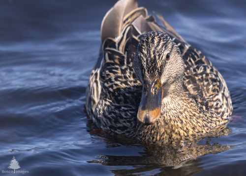 Slide 5 of 18: A female mallard duck floats in the blue water, swimming straight ahead toward the viewer. Her head is slightly angled to the side so only her left eye is visible on the right of the frame. Her feathers are light brown, dark brown and black, and her beak is orange at the front and black on top.