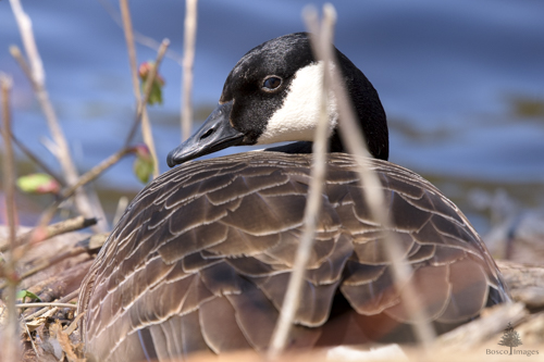 Slide 17 of 18: A closeup view of a Canada Goose seen from behind as she lies on the ground at the edge of the water. Her head and neck are facing toward the back left as she gazes at the viewer. There are vertical sticks behind and in front of her nesting position, and the blue water of the river serves as a backdrop to her face.