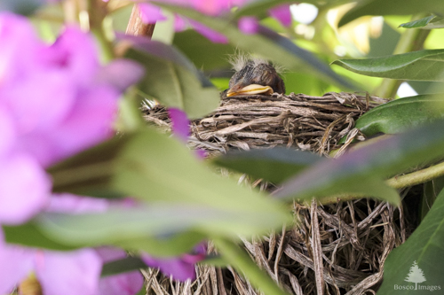 Slide 7 of 18: An American Robin chick sits in its nest in a rhododendron on a bright sunny day. The chick's face is just above the top of the nest, as it sits with its eyes closed, dozing in the sunlight. The chick is facing toward the left of the frame and the rhododendron leaves and flowers form a vignette around the nest and chick.