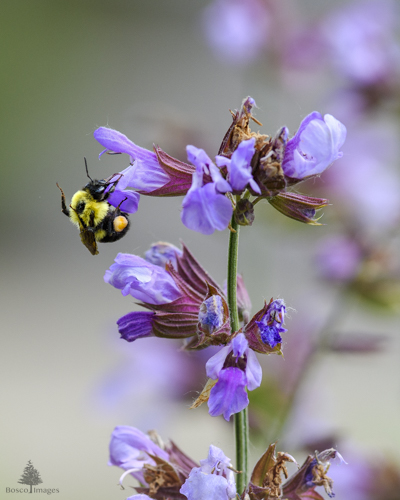 Slide 2 of 13: A bee sitting on a purple sage flower with its arms over its head, as if about to thrust its arms forward into the flower.