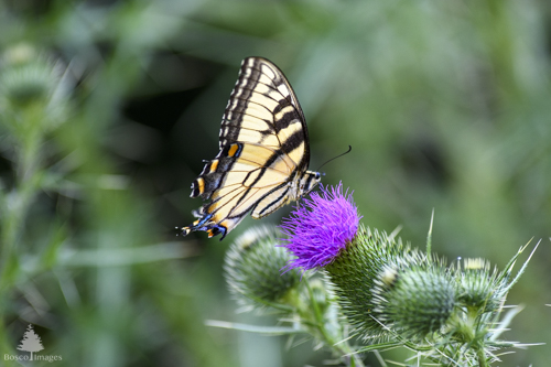 Slide 6 of 13: A bright yellow eastern tiger swallowtail butterfly with black stripes sits on top of a purple thistle flower.