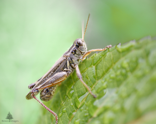 Slide 4 of 13: A closeup of a grasshopper sitting on a serrated leaf facing upward toward the right at a diagonal angle in the frame.