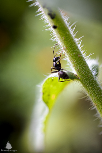 Slide 10 of 13: A closeup macro image of an ant clinging to the side of a plant step as it climbs upwards. The stem is magnified and there are what appear to be black dots at the top, which are actually aphids.