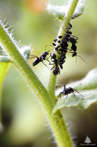Slide 3 of 13: A closeup macro image of four ants climbing up the stem  of a plant, with a cluster of aphis on the stem where they are walking.