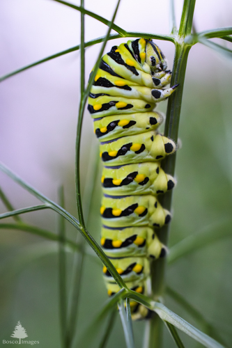 Slide 5 of 13: A close up of the right side profile of an Eastern Tiger Swallowtail Butterfly caterpillar crawling vertically up a fennel stalk. The fennel rises vertically on the right side of the frame with its fronds sparsely spreading toward the left and right. The caterpillar is green, and each body segment has a black stripe with yellow dots. It's on the left-side of the fennel stalk with its legs clearly gripping the stalk, and the front of its body slightly arced as it inches upwards.