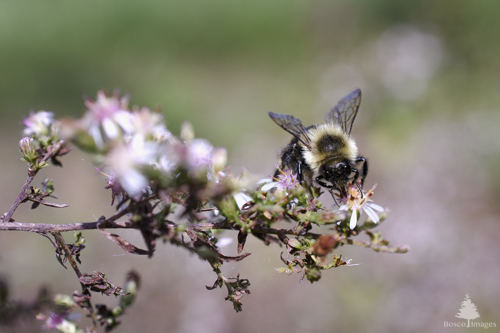 Slide 11 of 13: A branch of small aster flowers enters the frame from the left, which are mostly out of focus. At the end of the branch, about three three-quarters of the way toward the right of the frame, a bumble bee sits on a flower. The bee is facing toward the viewer with its head down toward the flower. The yellow fuzz on the bee's back is clearly visible with its wings pointing up toward the sky.