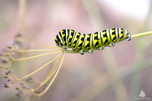 Slide 12 of 13: The branch of a dill plant enters the frame on the right and leans down horizontally toward the left where the fronds of the plant are seen. An Eastern Tiger Swallowtail Butterfly caterpillar is inching its way down toward the stem, with its front side arched up as it moves along, about to scoot onto the frond. The caterpillar has green and black gripes with yellow dots along its back. The background has a soft painterly feel with faint pink and green colors. 