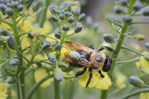Slide 8 of 13: A closeup image of a bumble bee on a yellow broccoli flower. The bee is seen from above, with the fuzz on its back and veins in its wings in sharp focus. There are broccoli stalks and more yellow flowers filling the frame.