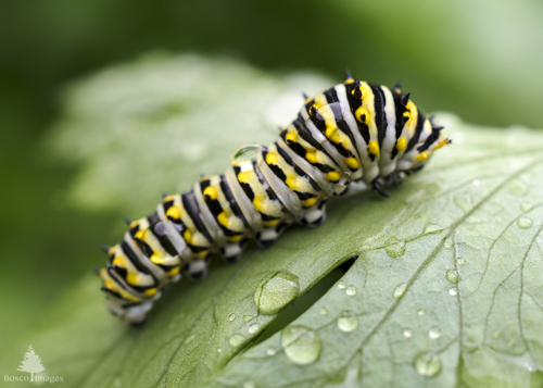 Slide 1 of 13: A close up of an Eastern Tiger Swallowtail Butterfly caterpillar crawling up a parsley leaf from the bottom left toward the top right on the frame. The parsley leaf and catperpillar are both covered in rain drops from a recent rain storm. The caterpillar has black and white stripes with yellow dots on every other black stripe, and the viewer sees its right side profile as it inches up the parsley leaf.