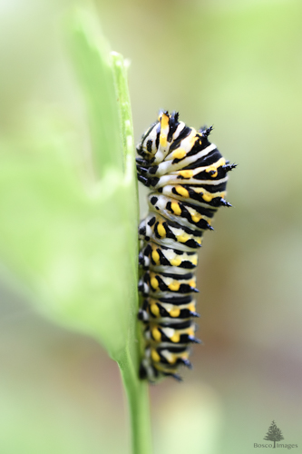 Slide 9 of 13: A closeup of a an Eastern Tiger Swallowtail Butterfly caterpillar climbs vertically up the stalk of a parsley leaf. The leaf is mostly out of focus. The caterpillar has white and black stripes, with black spines and yellow dots. The top of the caterpillar is arched as it inches up the stalk.