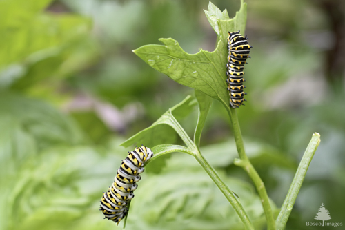 Slide 7 of 13: A closeup of parseley leaves with two Eastern Tiger Swallowtail Butterfly caterpillars eating the leaves. The left-most leaf is bending downward toward the ground as a caterpillar inches toward the tip of the leaf. The right-most parsely leaf is pointing upright toward the sky and the top of the leaf has been completely eaten away. One of the caterpillsars is inching upwards toward the bitten edge. The caterpillars have black and white stripes with yellow dots on every other black stripe.