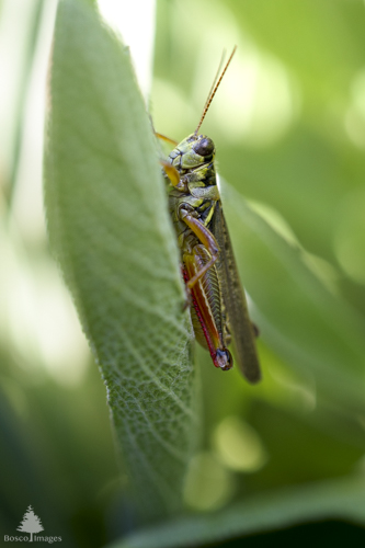 Slide 13 of 13: A closeup of a grasshopper in the center of the frame that clings to a leaf toward the center-left of the frame. It is partially shaded by the surrounding vegetation, with sun glowing through in the left background. The grasshopper's body is vertical in the frame and faces toward the left. It is mostly green but has some yellow on its front legs and red on its back leg. There is a visible waterdrop at the bottom of the grashopper's leg.