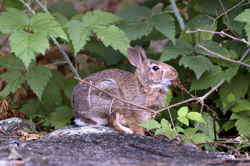 Slide 20 of 22: A rabbit sits in right side profile atop a stone wall. It is vignetted around the top and sides by the thorny branches and healthy green leaves of a wild raspberry bush, and it has a dead piece of vegetation in its mouth that it is actively tugging on with it's mouth. 
