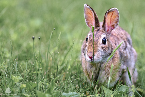 Slide 1 of 22: A rabbit on the right of the frame sits in some long grass as it gazes ahead toward the viewer. Its eyes are alert and its ears up, but is not afraid. It is approaching a long blade of grass in front of its nose that it will eat momentarily.