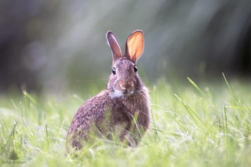 Slide 7 of 22: A rabbit sitting in long grass staring straight ahead at the viewer, with the glow of sunset hitting its left ear from behind, making it look almost translucent.