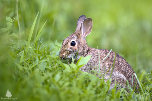 Slide 4 of 22: A rabbit sits on a slope of grass that is entering the frame diagonally from the left toward the bottom right of the frame. The rabbit is facing up the slope toward the left, leaning in to eat the grass while glancing at the viewer.