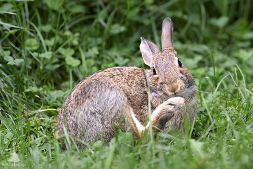 Slide 14 of 22: A rabbit in the center of the frame sits in a patch of long grass facing toward the viewer, lifting it's right hind leg to scratch its head. 