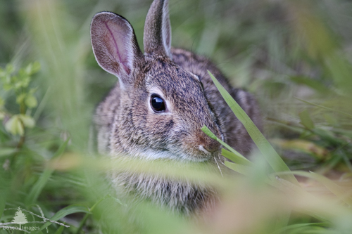 Slide 11 of 22: A closeup portrait of a rabbit that is sitting on the ground peering through long blades of grass, looking at the viewer, while also nibbling on the grass.