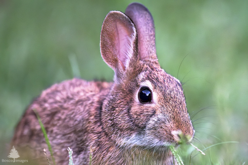 Slide 18 of 22: A rabbit sits in a patch of grass, angled toward the front right corner of the frame while it keeps an eye on the viewer. There is some grass in front of its nose, and a long blade of grass sticking out of its mouth as it eats.