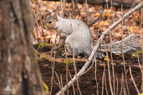 Slide 8 of 22: A grey squirrel in a wooded area, sitting on a felled dead tree trunk, facing toward the left in the frame with its left paw lifted and looking alert at the viewer.