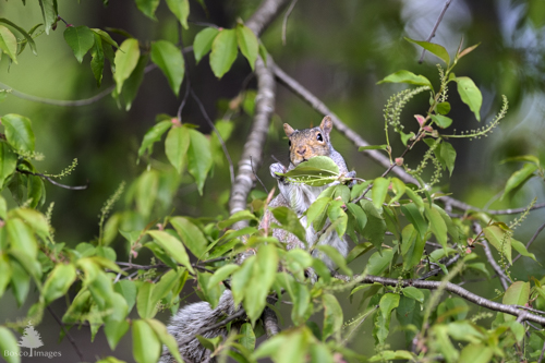 Slide 2 of 22: A squirrel climbing a thin branch of a cherry tree that has young leaves and spring buds. The squirrel is partially hidden behind the leaves, holding onto one of them, with its face peering over the leaf at the viewer.