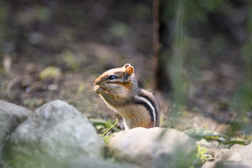 Slide 3 of 22: A chipmunk in the center of the frame facing left, standing on its hind legs with its hands up to its mouth as it eats something. There are white stones on the ground in front of the chipmunk and the broun ground of the woods is out of focus behind it.