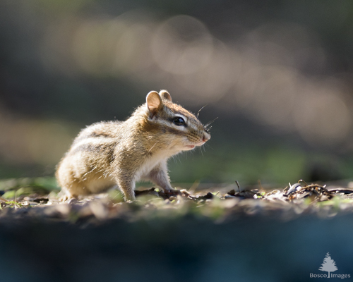 Slide 6 of 22:  A chipmunk sits on the top of a retaining wall in a stance ready to scamper away as it forages for food. It is seen in right side profile, with the morning sun lighting its fur. 
