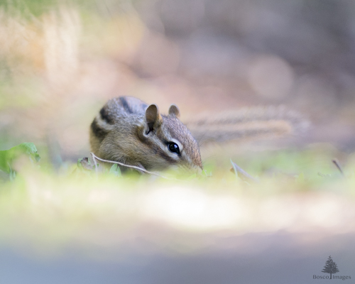 Slide 22 of 22: A chipmunk sits in the center-left of the frame with its nose to the ground as it forages for food. Most of the frame is a soft-out-of focus warm glow with some green vegetation at the chipmunk's feet.