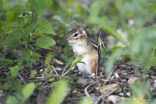 Slide 13 of 22: A small chipmunk sits in the center of the frame on its hind legs, holding its front paws close to its body. The chipmunk is angled toward the front-left of the frame, looking coyly at the viewer out of the corder of its eye, and is surrounded by leafy green weeds towering over its head.
