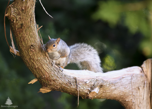 Slide 12 of 22: And old dead branch of a cedar tree with fraying bark enters the frame at the top left, and curves down toward the bottom right of the frame. A squirrel clings onto the branch, peeking around it and gazing at the viewer playfully. 