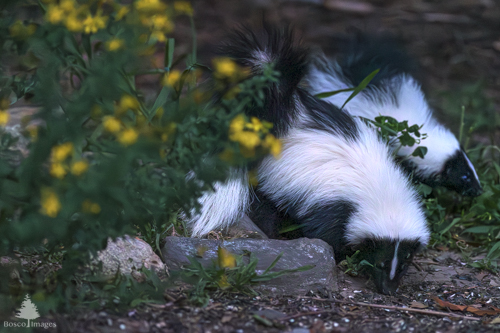 Slide 10 of 22: Two skunks emerge from a wooded area in the evening from behind a bunch of wildflowers that are on the left of the frame. The skunks are walking from the center of the frame toward the left, with their noses to the ground as they forage for something to eat.