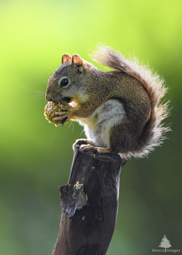 Slide 5 of 22: A squirrel is sitting on a wooden post, facing toward the left of the frame against a vibrant green background that is lit up by the rising sun. The squirrel is holding a nut up to its mouth as it chews on the outer shell.