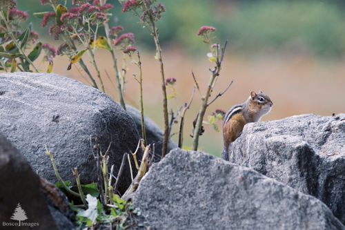 Slide 16 of 22: Three boulders take up the majority of the foreground from the left to right sides of the frame with late-season pink flowers growing tall between and behind the rocks. A chipmunk sits on the left-side of the right-most boulder looking alert and facing toward the right of the frame with the edges of its fur gently lit by the sun from behind.