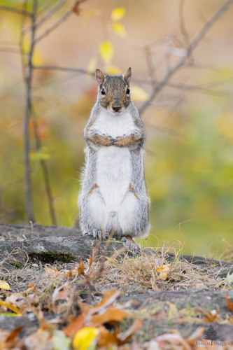 Slide 19 of 22: A squirrel standing tall on its hind legs atop a rock covered with autumn leaves, against a background of glowing green, yellow and orange autumn colors and sparse tree branches. The squirrel has its paws folded over the center of its chest with its finger tips touching, looking straight ahead of the viewer.