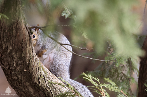 Slide 21 of 22: A large cedar tree limb begins at the top left corner of the frame and curves down toward the bottom center of the frame, with some out-of-focus green fronds across the top center and top right of the frame. There is a squirrel sitting on the limb toward the center left of the frame surrounded by the fronds, with its back arched and head half-hiding behind the vertical portion of the tree limb. Its left eye peeking out cautiously and peering at the viewer.