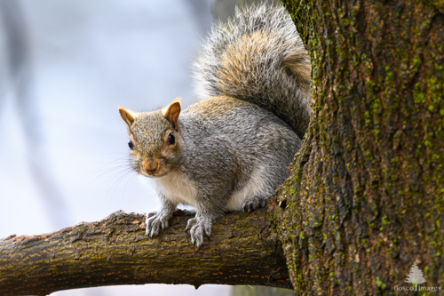 Slide 15 of 22: A brown tree trunk with specs of green moss extends up the right side of the frame with a horizontal tree limb moving from right to left. A grey squirrel sits at the intersection of the trunk and the limb, angled slightly toward the left of the frame with its face staring straight ahead at the viewer. It's front paws are gripping onto the front of the tree limb and its bushy tail is held up in the air behind it. 