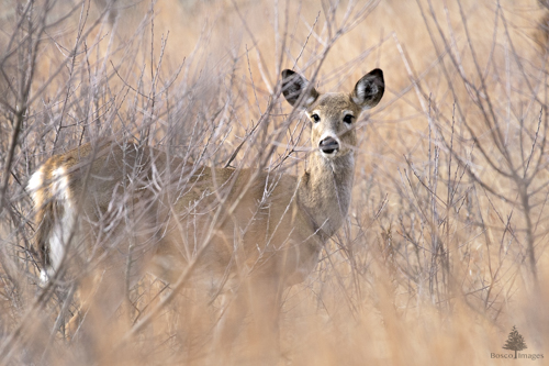 Slide 17 of 22: A white tailed deer stands in right side profile with its face looking straight ahead at the viewer. It is standing in long grass and small tree branches, one of which is crossing in front of its nose. The vegetation is a brownish-yellow following the cold winter months.