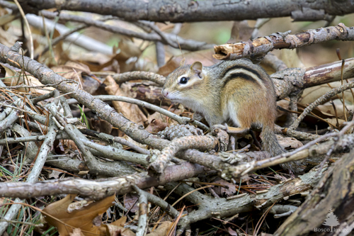 Slide 9 of 22: A chipmunk on the center right of the frame sits on a pile of sticks in left side profile. It's head is cautiously angled toward the viewer.
