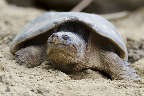 Slide 3 of 6: A large snapping turtle takes up the marjority of the frame as it sits on a sandy beach. The turtle's front legs are splayed out to each side of its shell as it stares ahead at the viewer. Although the turtle is currently unmoving, the sand behind it has been pushed around from when it was walking.